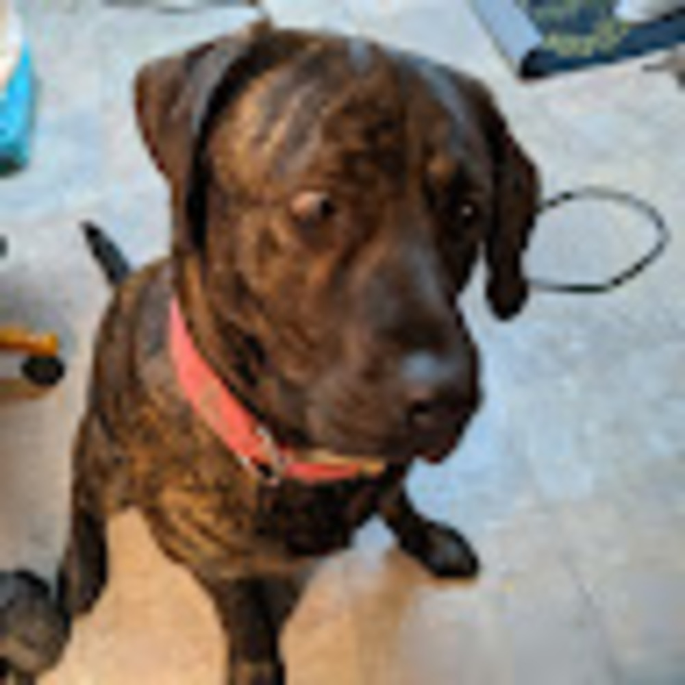 Meet your Posher, Gracie